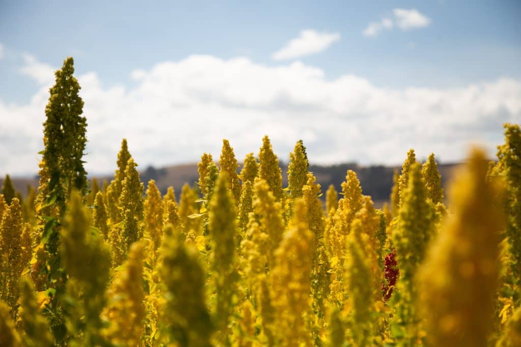 Quinoa: The Amazing Superfood for Everyone